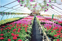 Leptondal Greenhouses
